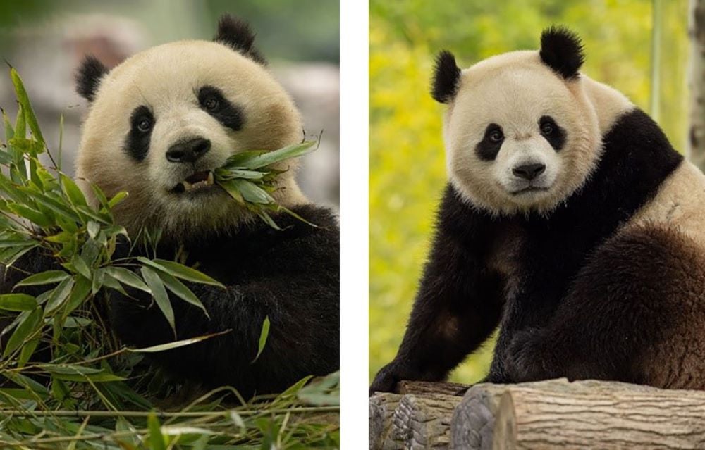 bao li and qing bao are back on cam for free photo panda cam