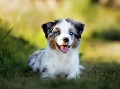 vancouver tribunal says every dog is entitled to one bite in injury case vancouver tribunal says every dog is entitled to one bite in injury case