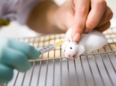 anti aging success in mice renews human lifespan extension hopes anti aging success in mice renews human lifespan extension hopes