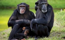 scientists discover chimpanzees use medicinal leaves to treat wounds help others scientists discover chimpanzees use medicinal leaves to treat wounds help others