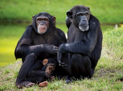 scientists discover chimpanzees use medicinal leaves to treat wounds help others
