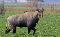 nilgai strays across border nilgai strays across border