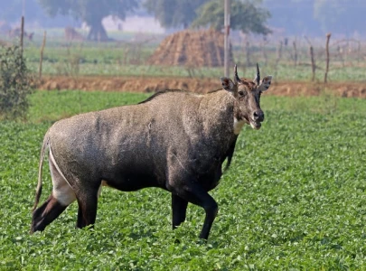 nilgai strays across border