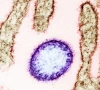 colorized transmission electron micrograph of a mature extracellular nipah virus particle purple near the periphery of an infected vero cell brown image captured and color enhanced at the niaid integrated research facility in fort detrick maryland credit niaid wikimedia commons colorized transmission electron micrograph of a mature extracellular nipah virus particle purple near the periphery of an infected vero cell brown image captured and color enhanced at the niaid integrated research facility in fort detrick maryland credit niaid wikimedia commons