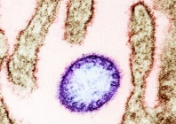 colorized transmission electron micrograph of a mature extracellular nipah virus particle purple near the periphery of an infected vero cell brown image captured and color enhanced at the niaid integrated research facility in fort detrick maryland credit niaid wikimedia commons colorized transmission electron micrograph of a mature extracellular nipah virus particle purple near the periphery of an infected vero cell brown image captured and color enhanced at the niaid integrated research facility in fort detrick maryland credit niaid wikimedia commons