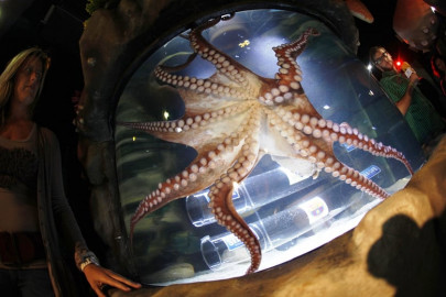 football octopuses catch clasico fever