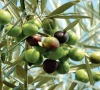 expanding plantations official estimates indicate millions of olive trees have been planted under various public sector initiatives with thousands of acres now under cultivation pakistan s olive growing zone is estimated to extend across nearly 10 million acres photo file expanding plantations official estimates indicate millions of olive trees have been planted under various public sector initiatives with thousands of acres now under cultivation pakistan s olive growing zone is estimated to extend across nearly 10 million acres photo file