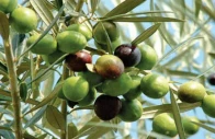 expanding plantations official estimates indicate millions of olive trees have been planted under various public sector initiatives with thousands of acres now under cultivation pakistan s olive growing zone is estimated to extend across nearly 10 million acres photo file expanding plantations official estimates indicate millions of olive trees have been planted under various public sector initiatives with thousands of acres now under cultivation pakistan s olive growing zone is estimated to extend across nearly 10 million acres photo file
