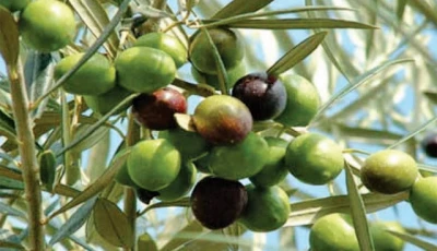 expanding plantations official estimates indicate millions of olive trees have been planted under various public sector initiatives with thousands of acres now under cultivation pakistan s olive growing zone is estimated to extend across nearly 10 million acres photo file