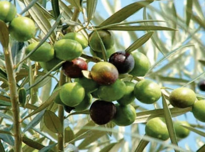 billions in olive oil exports at risk billions in olive oil exports at risk