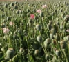 opium cultivation quadruples despite taliban ban opium cultivation quadruples despite taliban ban