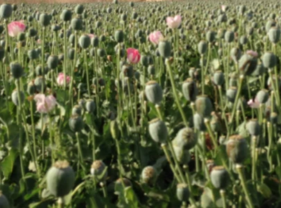 opium cultivation quadruples despite taliban ban