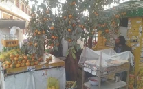 fruit seller s orange tree steals the spotlight fruit seller s orange tree steals the spotlight