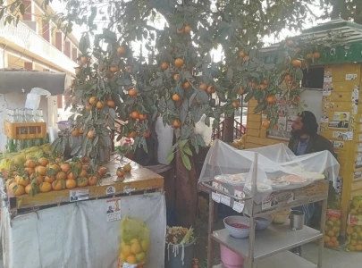 fruit seller s orange tree steals the spotlight