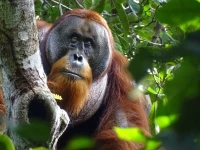 a male sumatran orangutan named rakus is seen two months after wound self treatment using a medicinal plant in the suaq balimbing research site a protected rainforest area in indonesia with the facial wound below the right eye barely visible anymore in this handout picture taken august 25 2022 safruddin max planck institute of animal behavior handout via reuters