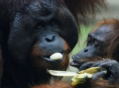 malaysia unveils adopt an orangutan initiative for palm oil importers