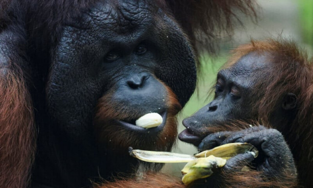 malaysia unveils adopt an orangutan initiative for palm oil importers malaysia unveils adopt an orangutan initiative for palm oil importers
