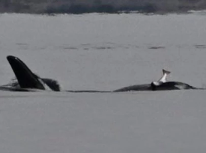 why are orcas wearing dead salmon on their heads again experts puzzled by revival of odd trend why are orcas wearing dead salmon on their heads again experts puzzled by revival of odd trend
