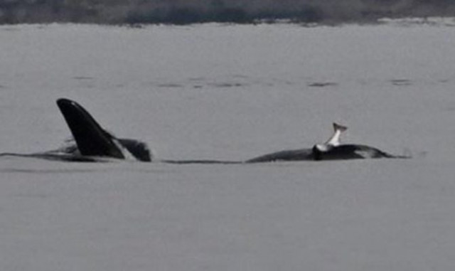 why are orcas wearing dead salmon on their heads again experts puzzled by revival of odd trend why are orcas wearing dead salmon on their heads again experts puzzled by revival of odd trend