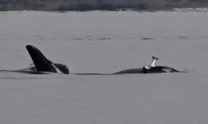 an orca spotted in puget sound in october 2024 wearing a salmon on its head photo orca network whale sighting report via science alert