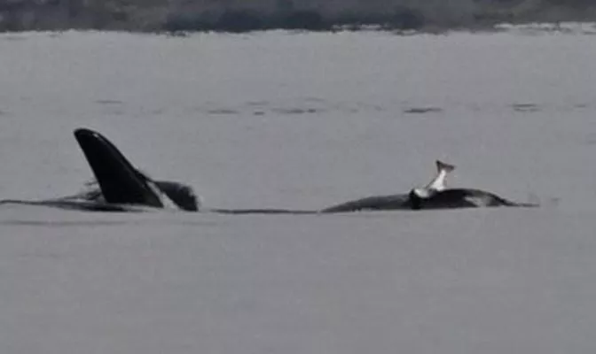 why are orcas wearing dead salmon on their heads again experts puzzled by revival of odd trend why are orcas wearing dead salmon on their heads again experts puzzled by revival of odd trend