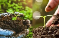 pakistan lags in asia s organic production boom