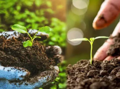 pakistan lags in asia s organic production boom pakistan lags in asia s organic production boom