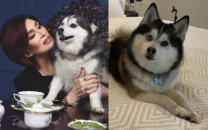 osbourne family mourns loss of beloved dog elvis months after ozzy osbourne s death osbourne family mourns loss of beloved dog elvis months after ozzy osbourne s death