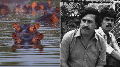 future of pablo escobar s 100 african cocaine hippos uncertain