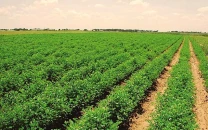 1 000 agri trainees sent to china