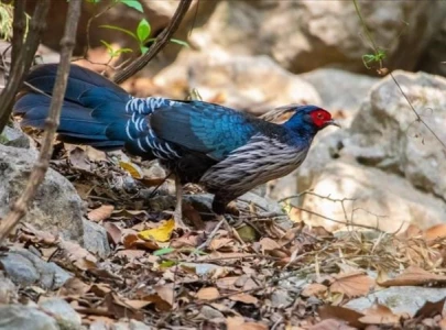 rare wild pheasants in pakistan face extinction threat rare wild pheasants in pakistan face extinction threat