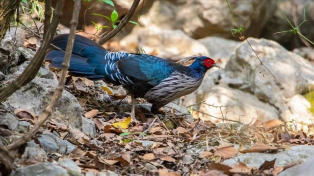 rare wild pheasants are on a verge of extinction due to loss of habitats photo anadolu rare wild pheasants are on a verge of extinction due to loss of habitats photo anadolu