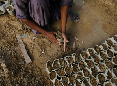 conocarpus eucalyptus exiled from hyderabad conocarpus eucalyptus exiled from hyderabad