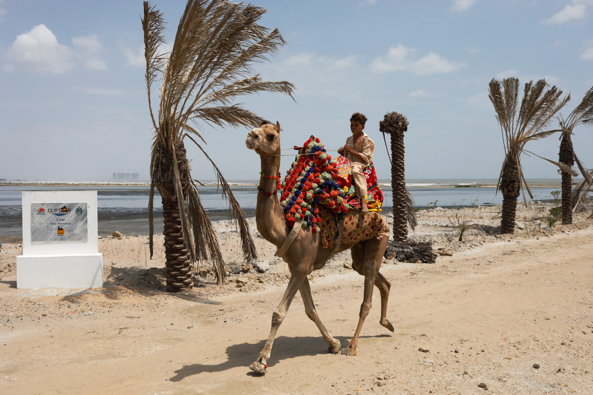 A person rides on a camel as he passes through the new plantation of palm trees at the Clifton Urban Forest, July 15, 2022. REUTERS