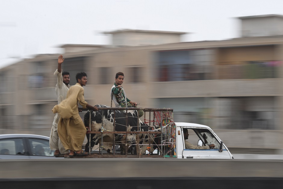 Men transport a bull on the back of a pickup truck in Karachi on August 15, 2018, ahead of Eidul Azha, PHOTO:AFP