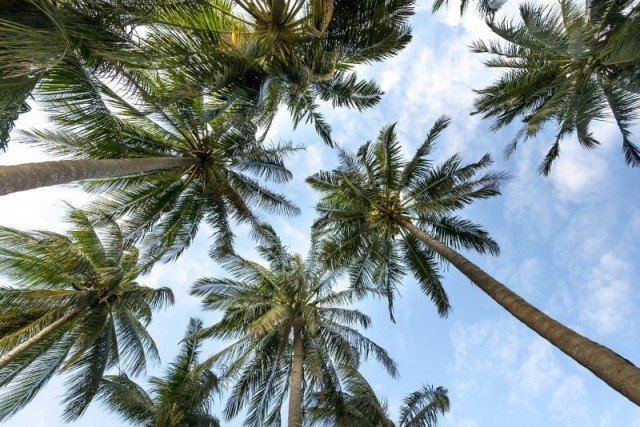 costly palm trees rot in k p costly palm trees rot in k p