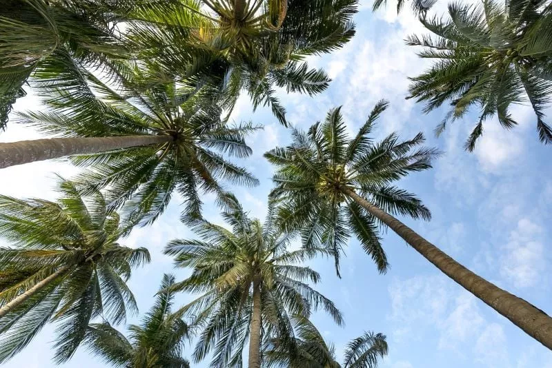costly palm trees rot in khyber pakhtunkhwa costly palm trees rot in khyber pakhtunkhwa