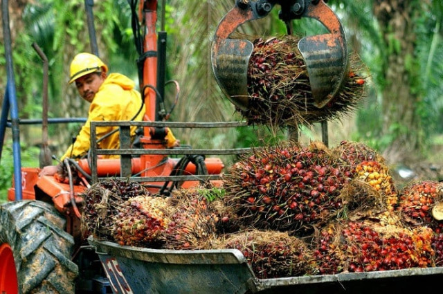 rats drought and labour shortages eat into global edible oil recovery rats drought and labour shortages eat into global edible oil recovery