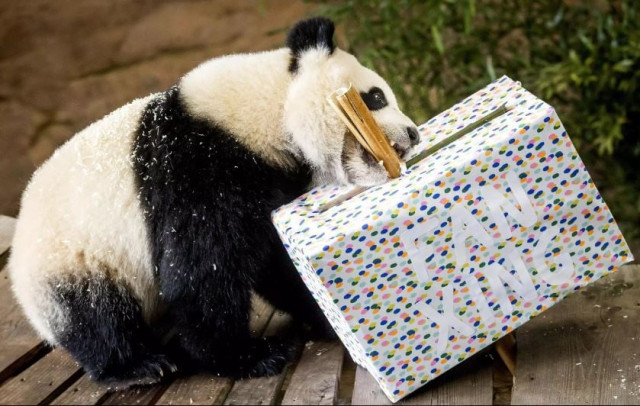 male panda at dutch zoo turns out to be female photo afp male panda at dutch zoo turns out to be female photo afp