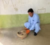 the rescued pangolin in mardan photo wwf pakistan