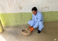 the rescued pangolin in mardan photo wwf pakistan