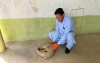 mardan authorities rescue release endangered pangolin into the wild