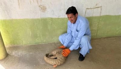 the rescued pangolin in mardan photo wwf pakistan