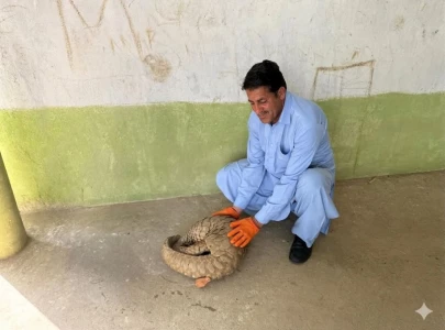 mardan authorities rescue release endangered pangolin into the wild