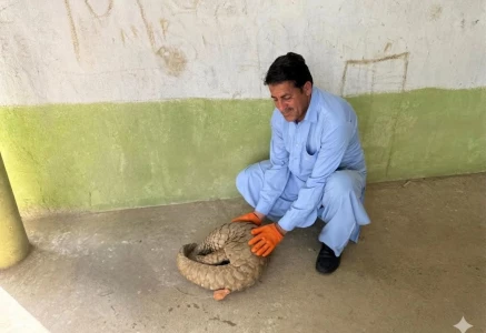 mardan authorities rescue release endangered pangolin into the wild