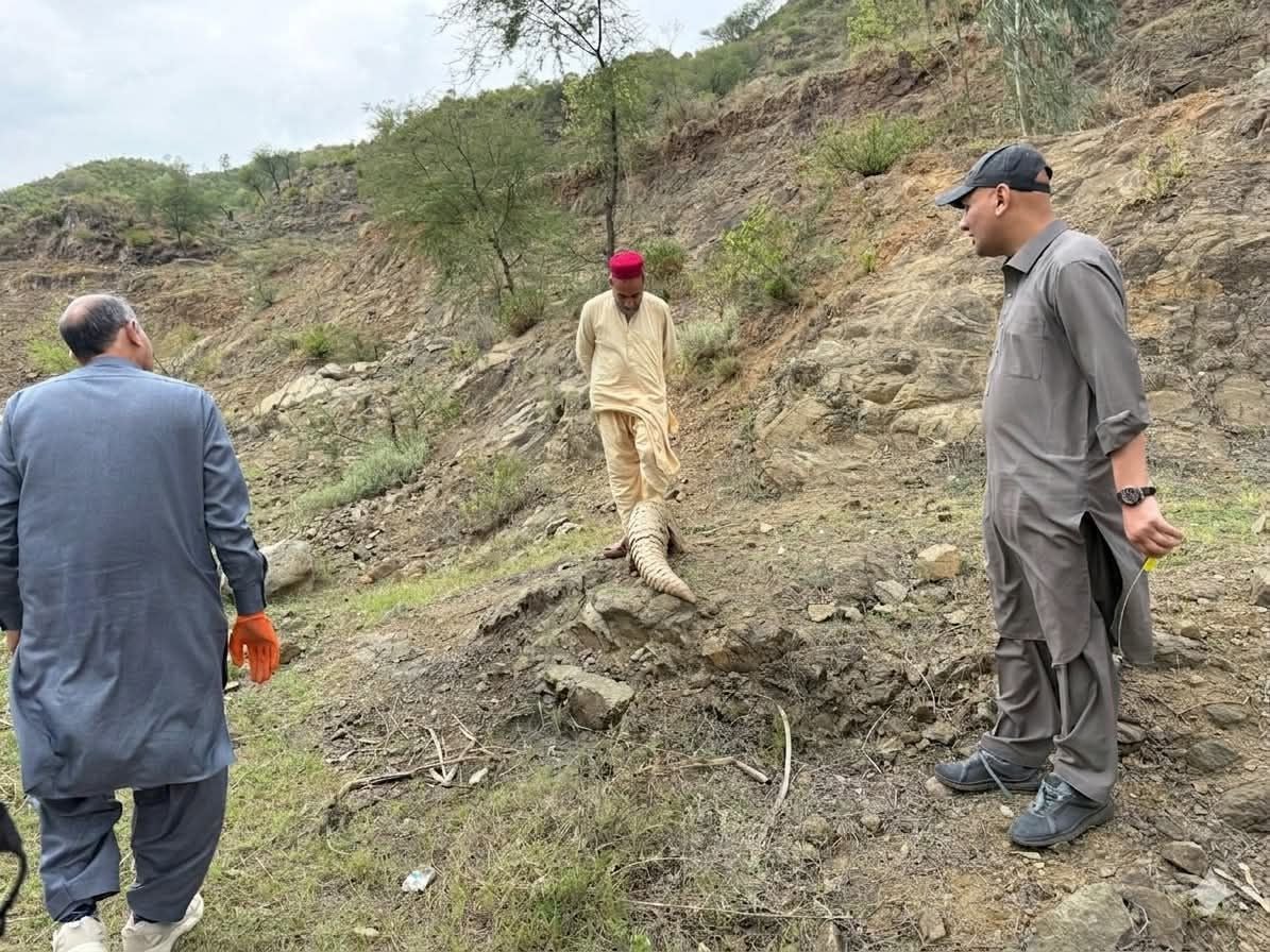 The animal was tagged and released into its natural habitat. PHOTO: WWF PAKISTAN