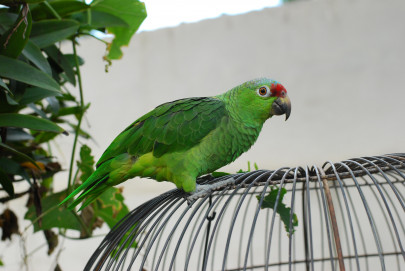 parrot licencing fuels black market trade in rawalpindi parrot licencing fuels black market trade in rawalpindi