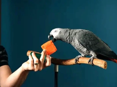 tiktok parrot breaks world record names 12 items in 3 minutes
