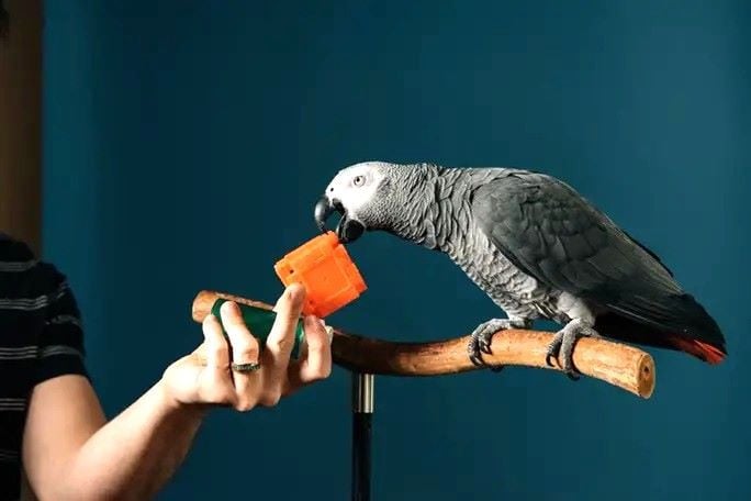 4 years old apollo the smartest parrot who breaks world record photo guinness world record