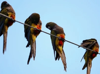 parrot invasion wreaks havoc in argentine town causing power outages and chaos